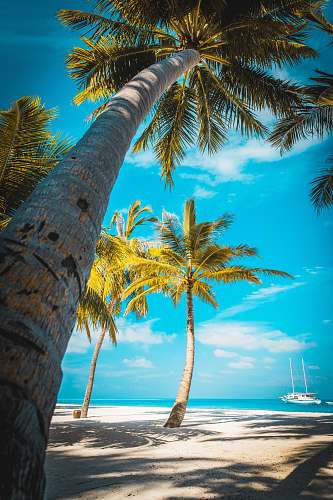 tropical palm trees at the shore near boat during day boat