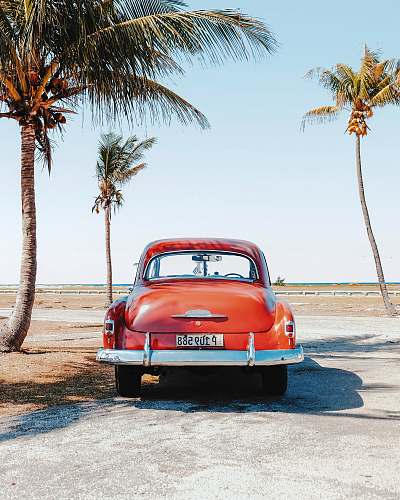 tree re beetle beside coconut trees car