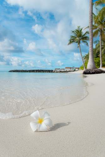 water white 5-petaled flower near seashore shoreline