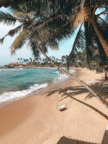 tropical white swing on green palm trees bridge