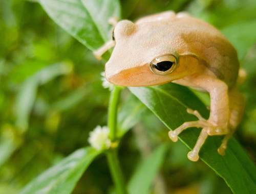 frog selective focus of brown frog perch on green leaf at daytime wildlife