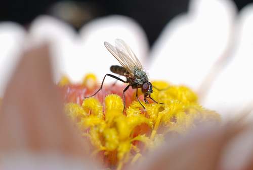 animal macro photography of fly on white daisy bee