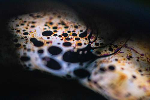 wildlife  amphibian