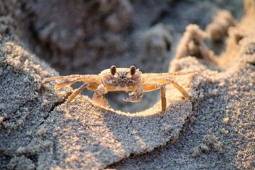 crab brown crablet on sand food