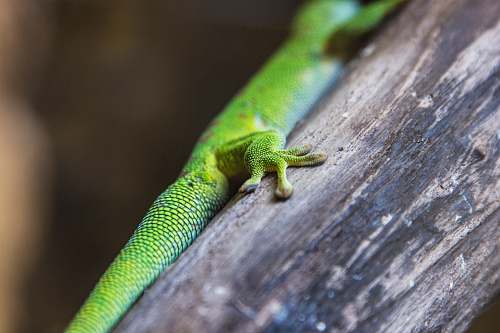 reptile green gecko perched on wood lizard