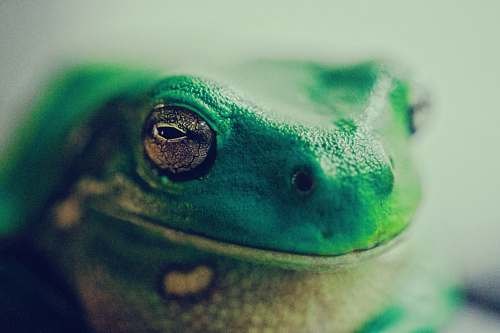 frog green lizard close up photography amphibian