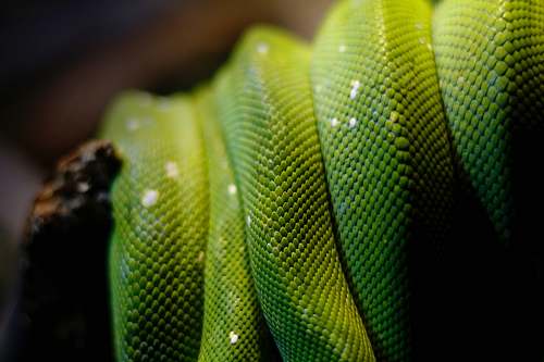 reptile green python snake