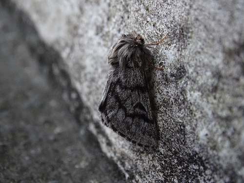 arachnid moth on gray surface invertebrate