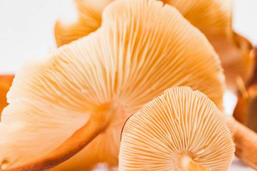fungus shallow focus of mushrooms invertebrate