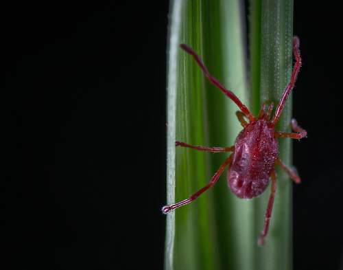 insect shallow focus photography of red spider green