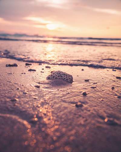 reptile white rock on seashore sea life