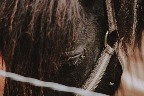 macro photograph of black horse face
