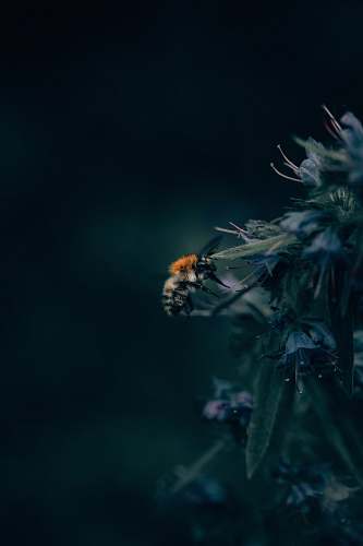 insect black and orange honeybee on flowers in shallow focus photography animal