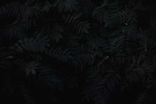 black gray leaves oregon