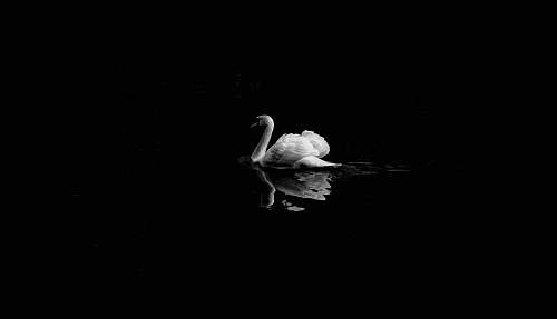 black mute swan in low light photography animal