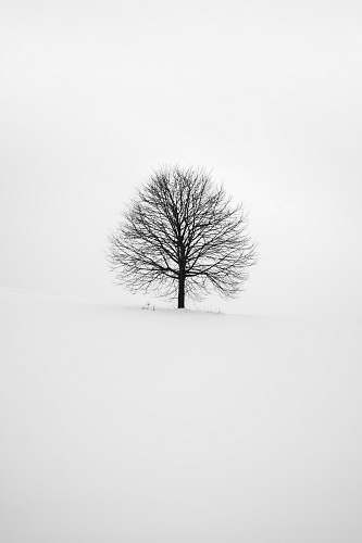 white photography of tree tree
