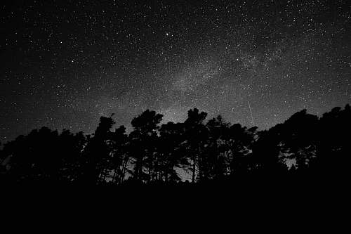 latvia silhouette of forest during nighttime night