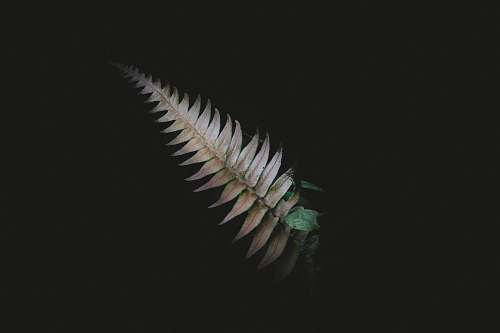 background brown leaf with black background leaf