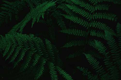 flora close-up photo of green ferns fern