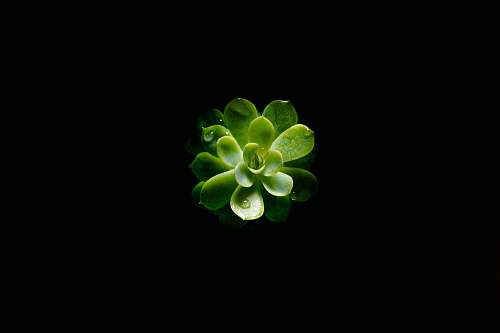 plant closeup photography of green succulent plant flora