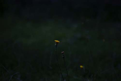 plant closeup photography of yellow-petaled flower blossom