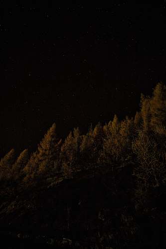 outdoors fine trees waving night