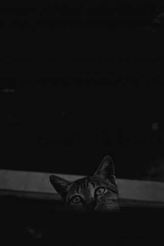 black-and-white gray cat animal