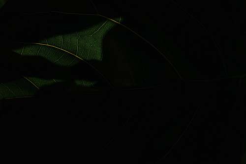 plant green leaf plant leaf