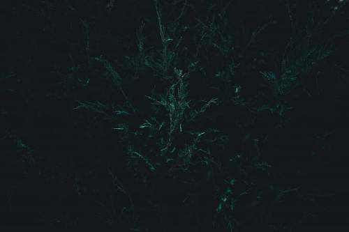 dark green leaf tree green