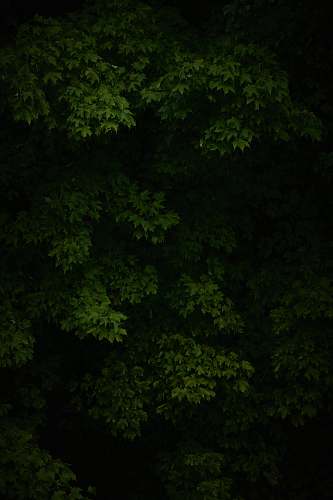 quebec green leafed plant flora