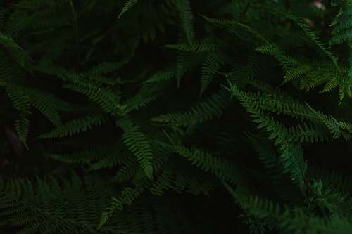 plant green leafed plants pattern