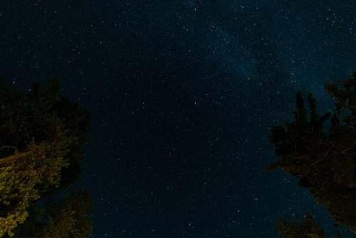 stars green tree under blue starry sky at night night