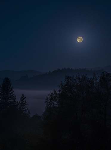 moon photo of forest under full moon full moon