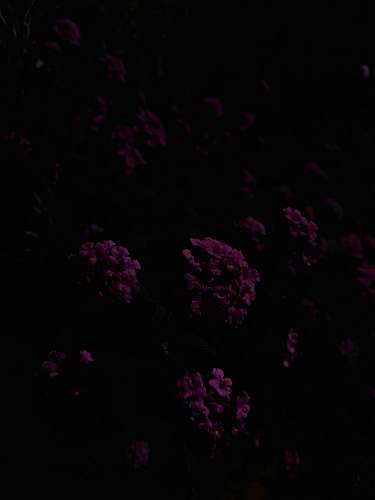 plant pink-petaled flower blossom