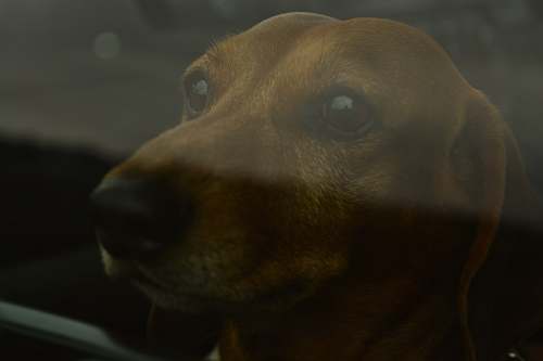 pet portrait of brown coated dog mammal