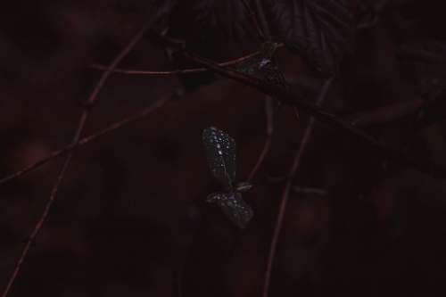 animal selective focus photography of leaves plant