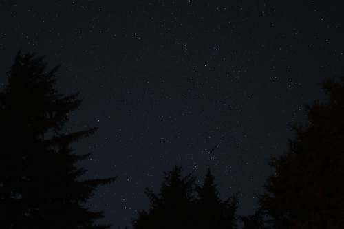 nature trees at night outdoors