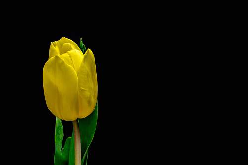 tulip yellow tulip flower flower
