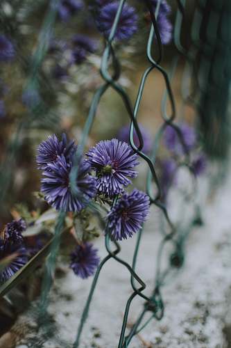 plant purple aster flowers beside chain link fence flower