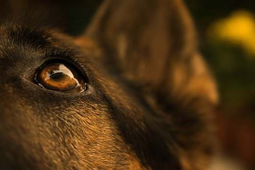 gsd close shot of brown animal eye jaipur