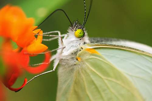 insect white butterfly on orange flower in macro lens photography animal