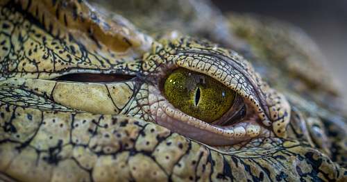 alligator selective focus photography of crocodile eye reptile