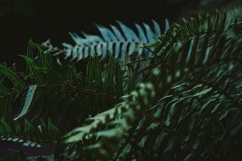 plant green fern plant fern