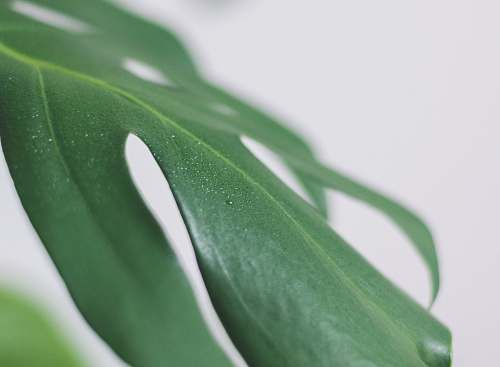 plant green leaf on white surface aloe