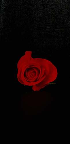 flower red rose flower on black background plant