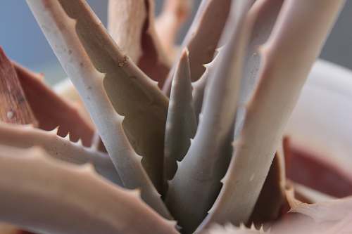 plant selective focus green aloe vera plant aloe