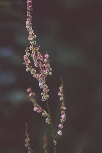blossom shallow shot of pink flowers plant