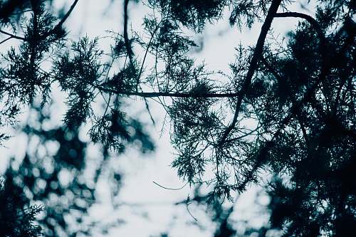 plant worm's-eye view of green leaves under cloudy sky conifer