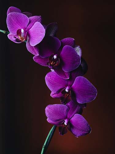 orchid close-up photo of purple Orchid flower blossom