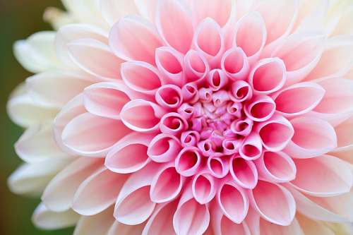 blossom close-up photography of pink petaled flower dahlia